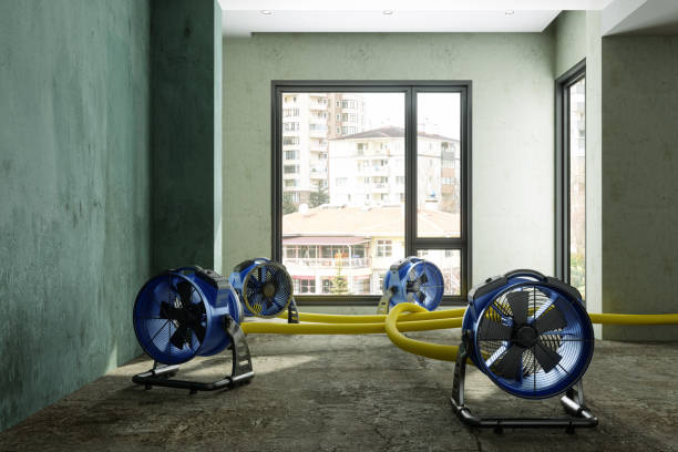 Best Water damage cleanup near me  in Springdale, NJ